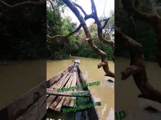 Ratargul Swamp Forest Sylhet Bangladesh #Bangladesh #Ratargul #Sylhet #Nature #Boat #Nowka