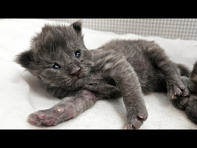 The Cutest Little Maine Coon Kitten Ever Seen!