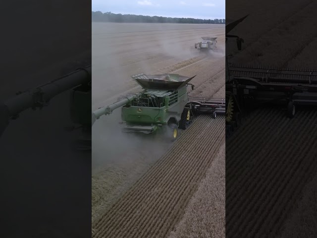 Combines harvesting wheat 🌾