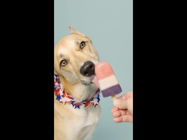 Red, White & Blue 4th of July Popsicles for your Dog (Pupsicles)