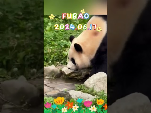FUBAO2024.06.17 #panda #fubao #animals #pets #cute #funny #news #love #zoo #happy
