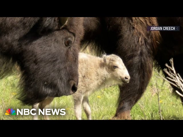 Rare birth of white bison celebrated by indigenous tribes
