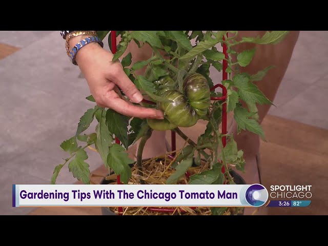 Gardening Tips With The Chicago Tomato Man