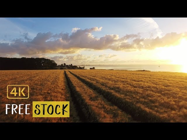 Drone Flight over a Wheat Field at Sunrise [4K] | Free Drone Footage