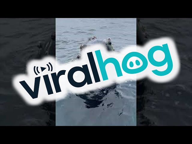 Whale Mugging Happens for First Time Whale Watchers || ViralHog