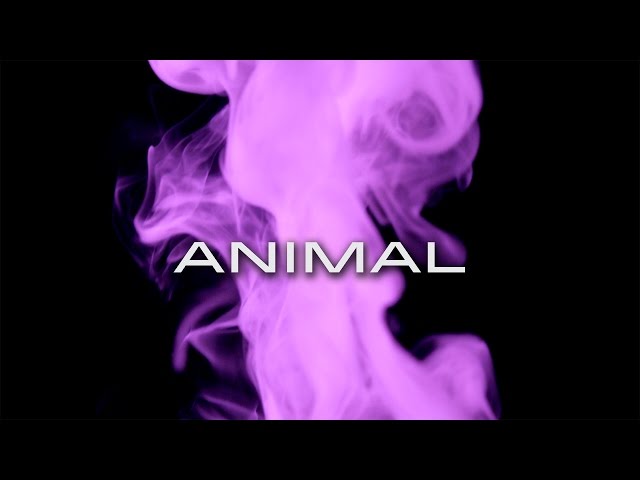Animal - Skyward (Official Audio)