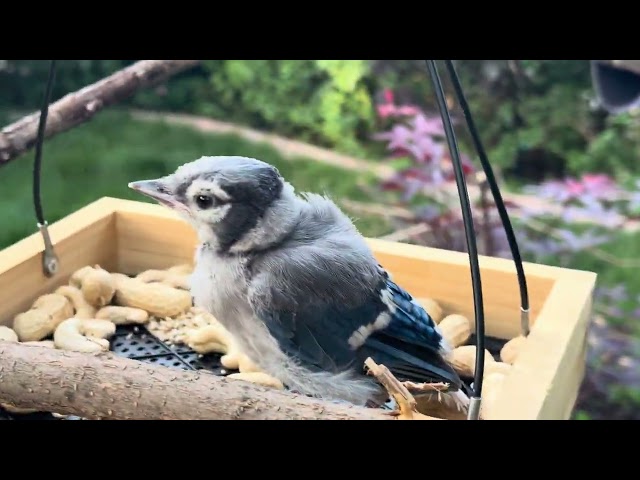 Helping / Teaching Baby Blue Jay Fledgling to Fly Part 2