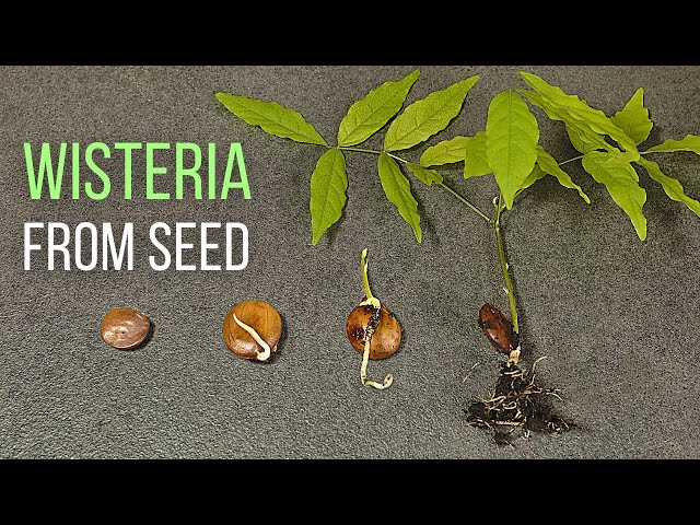 How to grow Wisteria from seed