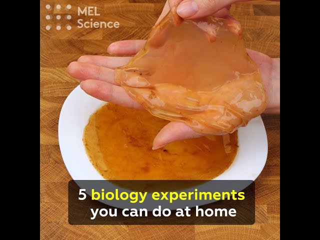 5 biology experiments you can do at home
