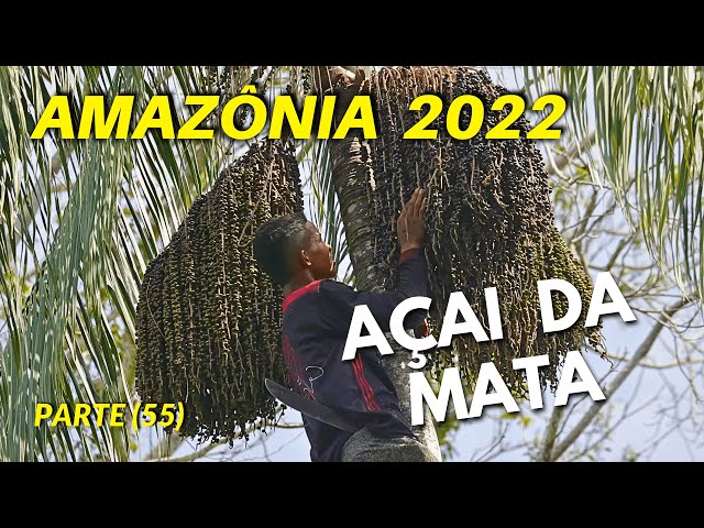 BACK TO THE MANGUEIRA COMMUNITY (PART 55) AÇAI DA MATA
