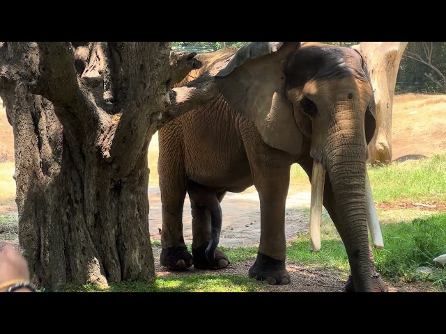 African Elephant Mysore Zoo