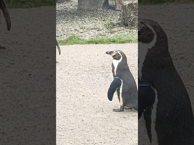 penguins at folly farm zoo
