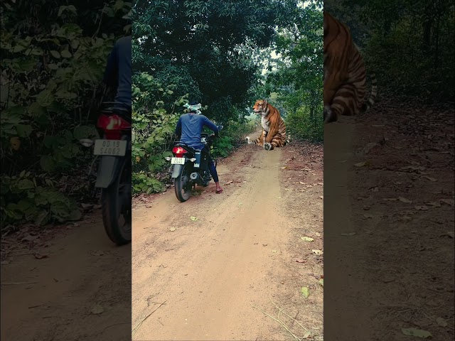 Tiger Attack #youtubeshorts #shorts #wildlife #animals