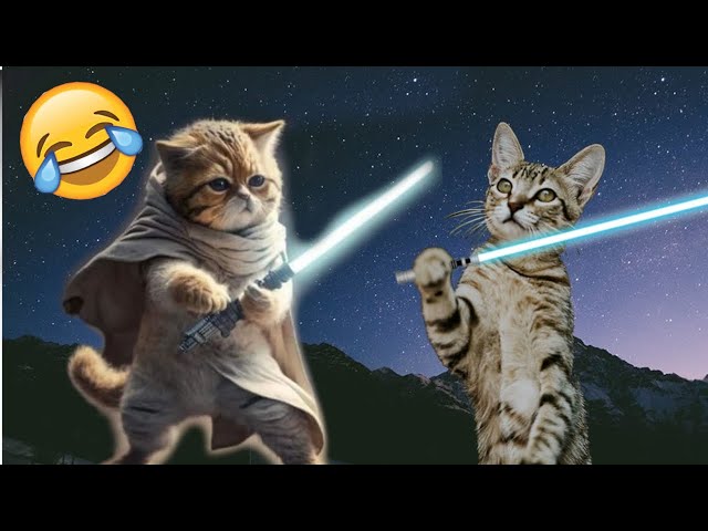 nuovi video divertenti 2024🤣 migiliori gatti e cani 2024😹​🐶prova a non ridere parte 6