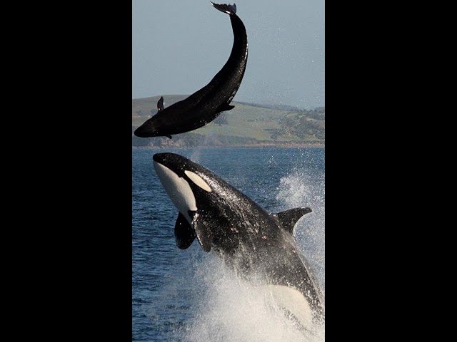 Top 3 brutalste Tiere der Welt: Orcas
