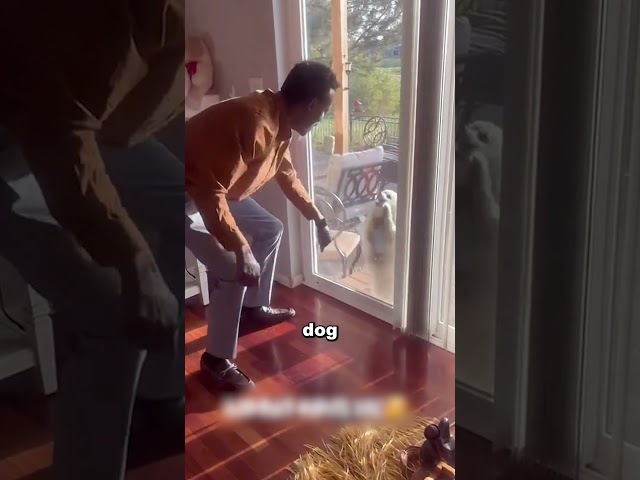 You have to try this with your dog