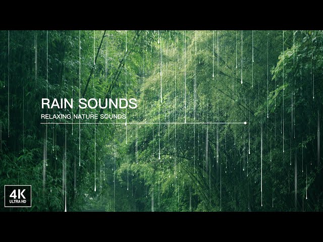 🌧️ Calm Bamboo Forest Rain. Relaxing Ambient Sounds. Rain Sounds for Deep Sleep. 4K ASMR