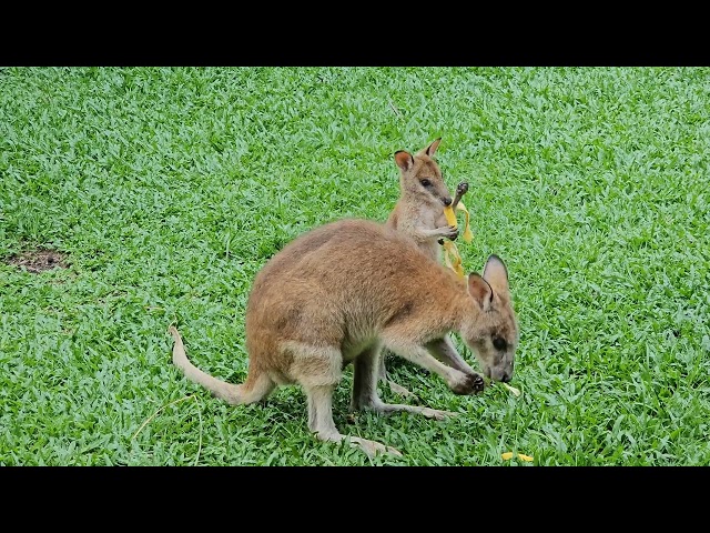 Kangaroos sharing a banana