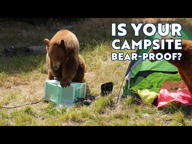 Is Your Campsite BEAR-PROOF?