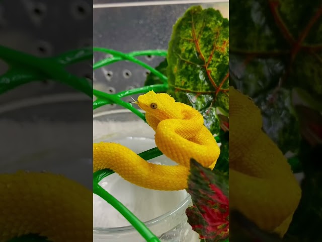 Bothriechis schlegelii😌 #venomous  #snake #world #nice #yellow
