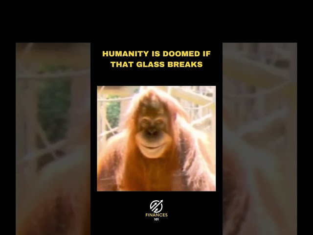 Humanity is doomed if that glass breaks! #shorts #zoo #humanity #gorilla #kindness