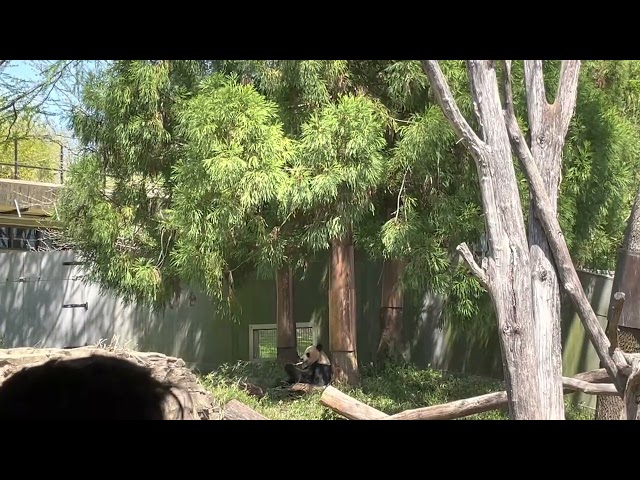 Panda In The Zoo
