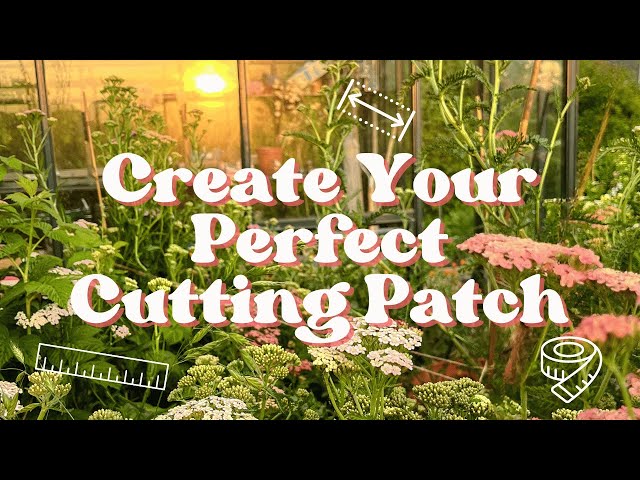 What is the Perfect Size for a Cutting Patch Bed?