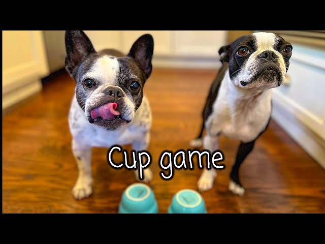 Cup guessing game - Boston Terrier vs French Bulldog