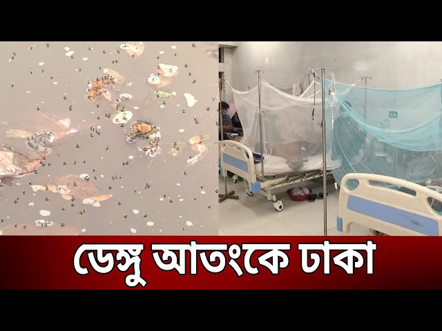 ডেঙ্গু আতংকে ঢাকা | Bangla News | Mytv News