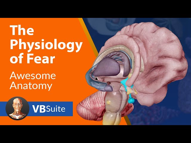 Visible Body | The Physiology of Fear