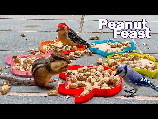 Chipmunk, Blue Jay, and Woodpecker Enjoy Peanuts.