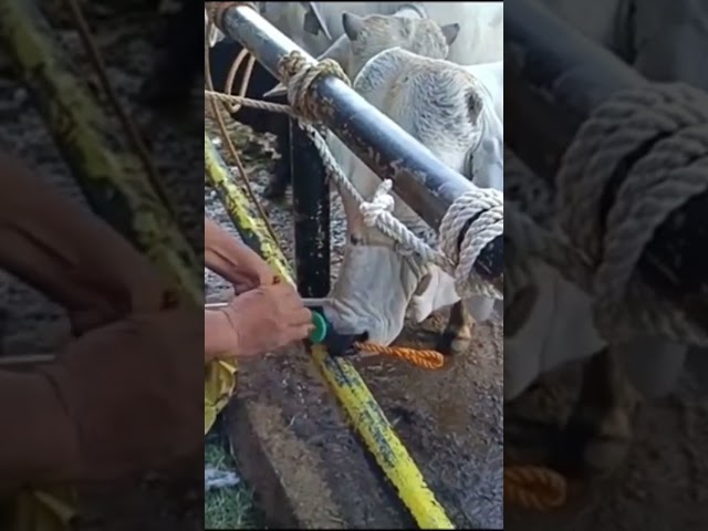 done puting rope in cow #localfarm #viral #livestock #animals #cow