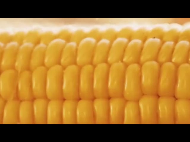 Corn By SlimeSicle But I Is a 360 Degree Video!