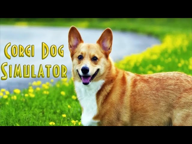 Corgi Stray Dog Simulator Game play For Dog Lovers
