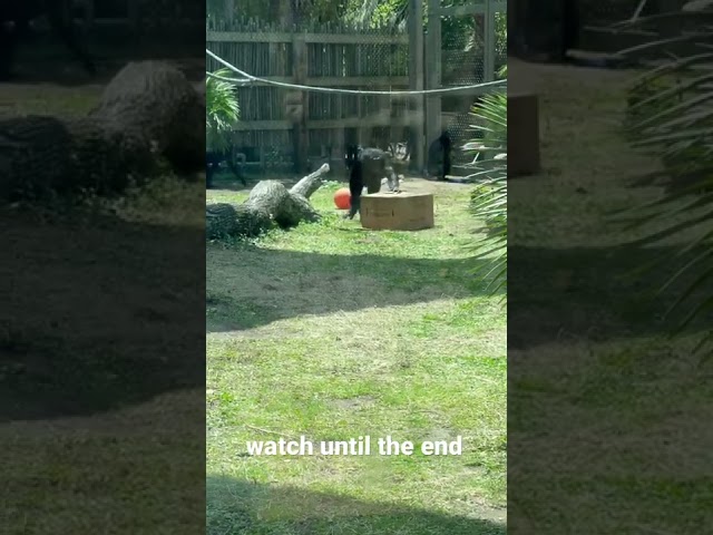 Huge Gorilla BREAKS GLASS at Zoo.. #shorts