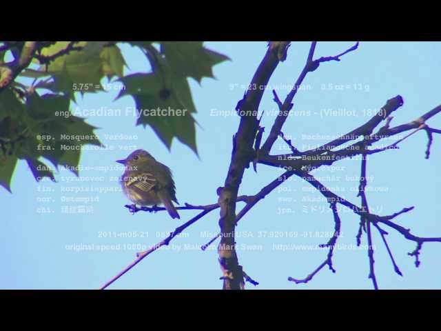 Acadian Flycatcher (singing and calling)