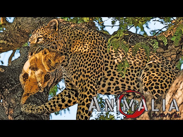 Stealing Lion Cubs - Animalia Survival