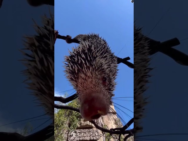 Hangout with a prehensile-tailed porcupine #shorts