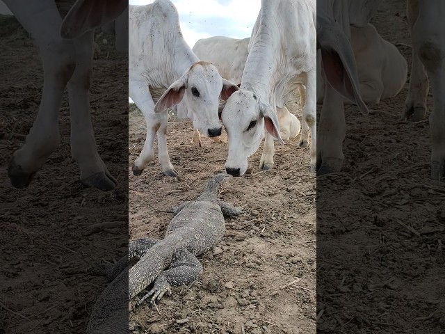 Amazing, Komodo Dragon wants to eat cows #shorts
