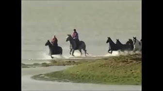 Paarden van Marrum (2006)