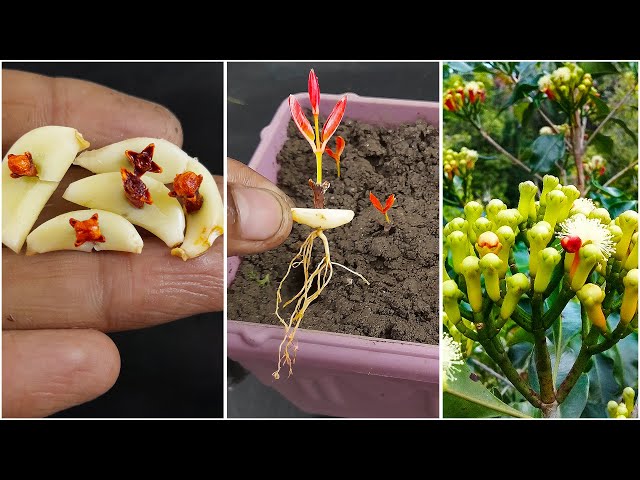 Grow clove plants at home // how to grow clove plants from seeds with garlic and aloevera