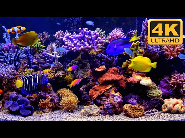 ***** 4K Aquarium Video ***** 4K TV Screensaver