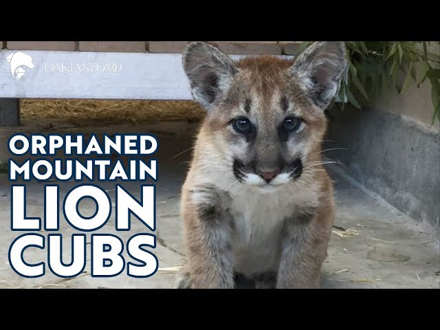 Orphaned Mountain Lion Cubs at Oakland Zoo