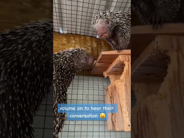 porcupine conversation