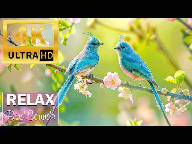 Music relieves stress, prevents anxiety and depression - Beautiful birds sing in the forest #33