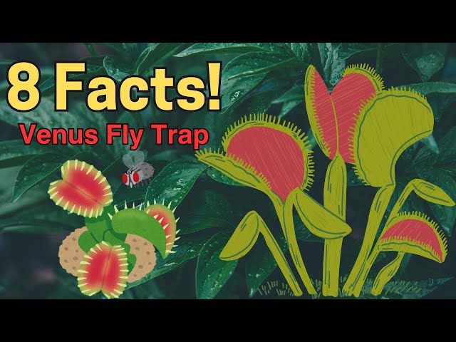 8 AWESOME Facts about the VENUS FLY TRAP!
