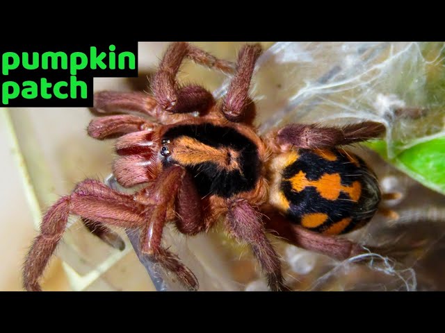 Pumpkin Patch Tarantula (Hapalopus formosus) Care & Husbandry