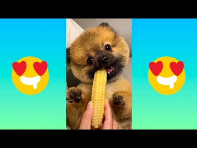 Cute Baby Animals Videos Compilation | Cute Moment of the Animals #8 | Cute Pets Cinema