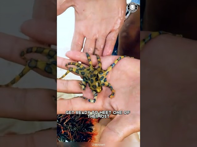Blue-Ringed Octopus ⚠️ Do NOT Touch: Deadly Bite!