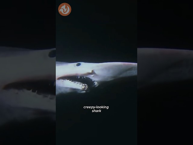 Goblin Shark: The Creepy Deep Sea Predator